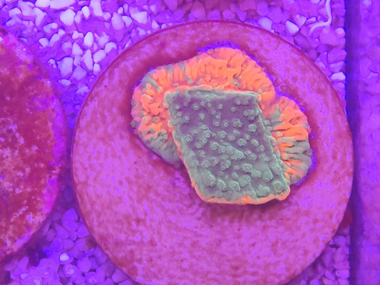 WYSIWYG #18 – Montipora sp. bicolore vert/orange – Pièce unique - Reef & Fish