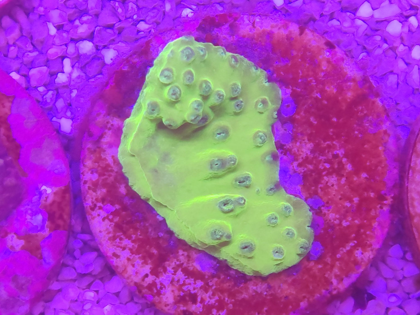 WYSIWYG #19 – Montipora sp. vert fluorescent – Pièce unique - Reef & Fish