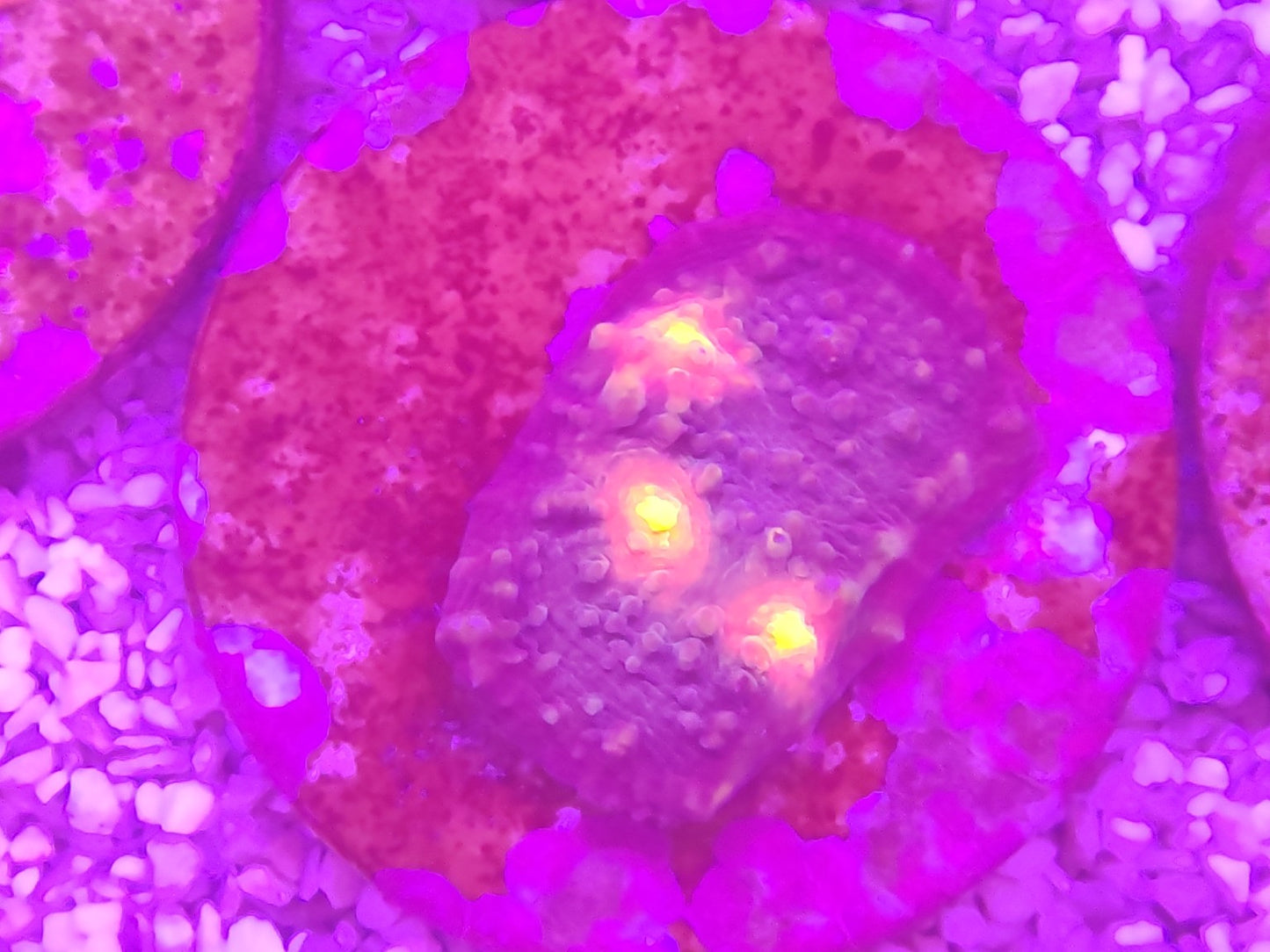 WYSIWYG #20 – Chalice sp. – 3 yeux orange/jaune – Pièce unique - Reef & Fish