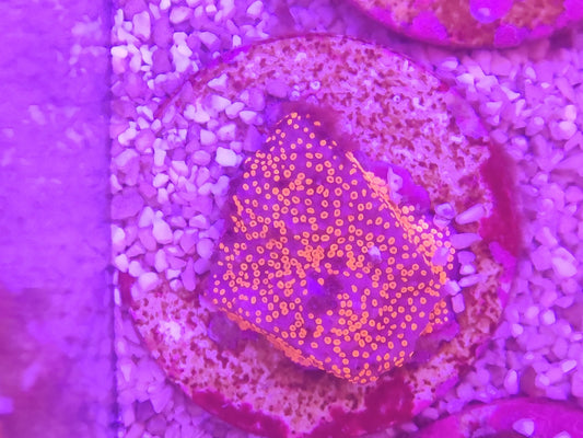 WYSIWYG #21 – Montipora sp. type Sunset – Pièce unique - Reef & Fish
