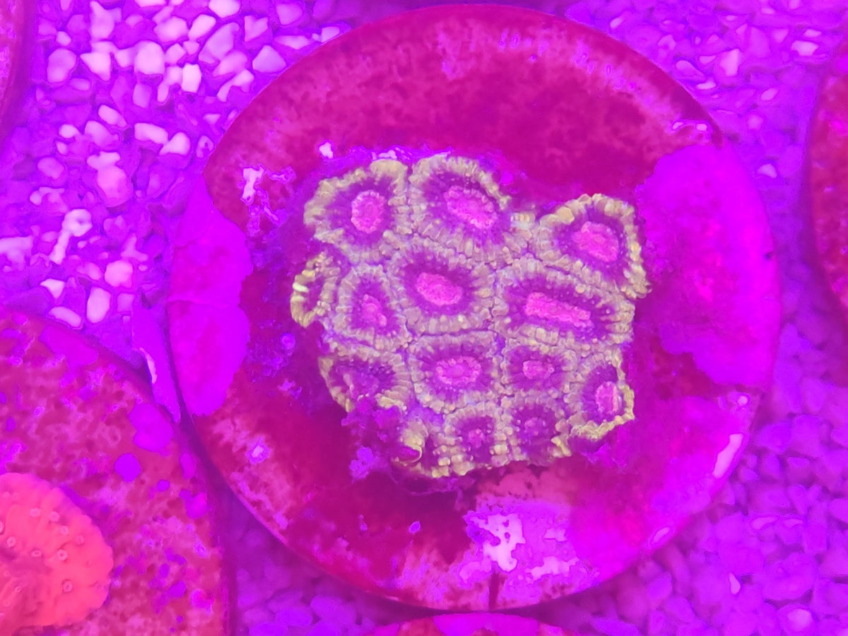 WYSIWYG #23 – Micromussa/Acanthastrea sp. – 10/12 têtes – Pièce unique - Reef & Fish