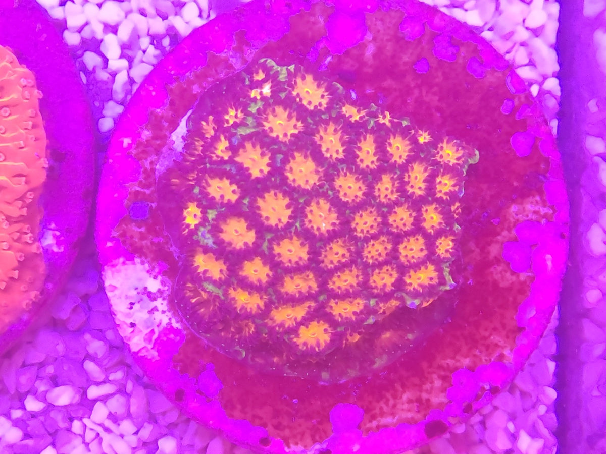 WYSIWYG #25 – Cyphastrea sp. orange/vert – Pièce unique - Reef & Fish