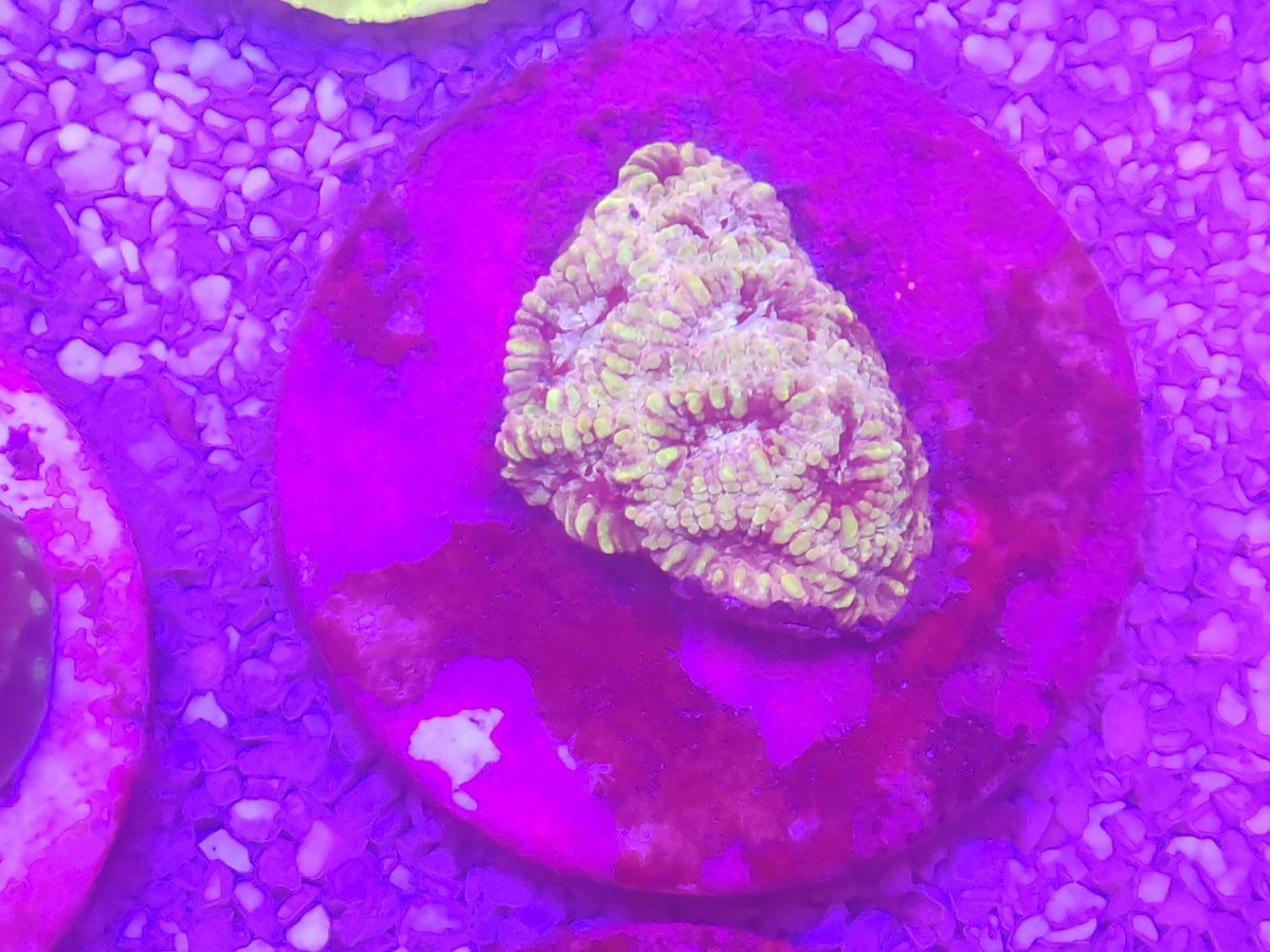 WYSIWYG #26 – Micromussa/Acanthastrea sp. vert/rose – Pièce unique - Reef & Fish