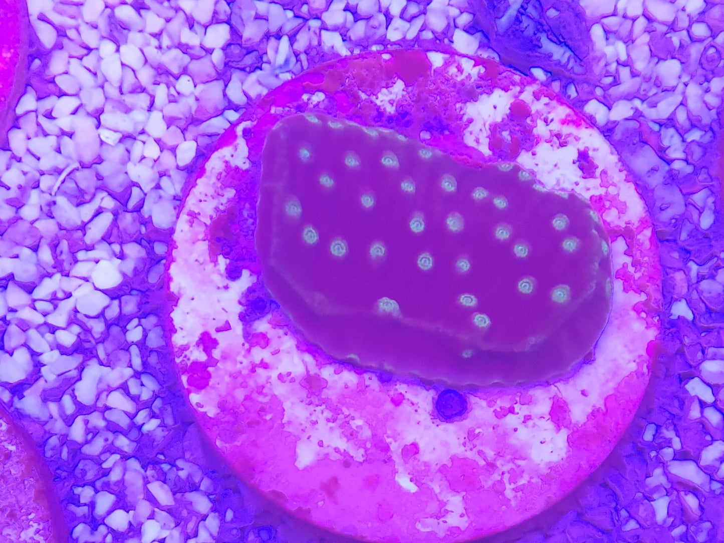 WYSIWYG #27 – Cyphastrea sp. vert/bleu – Pièce unique - Reef & Fish