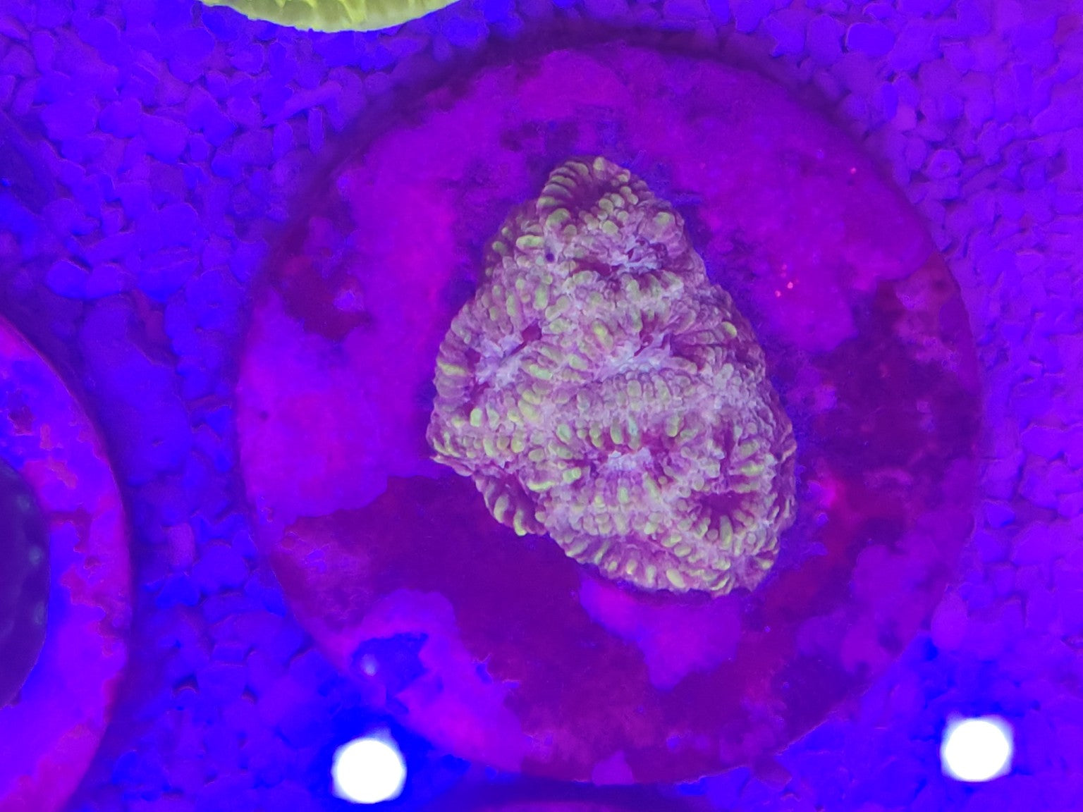 WYSIWYG #30 – Micromussa/Acanthastrea sp. vert/rose – Pièce unique - Reef & Fish