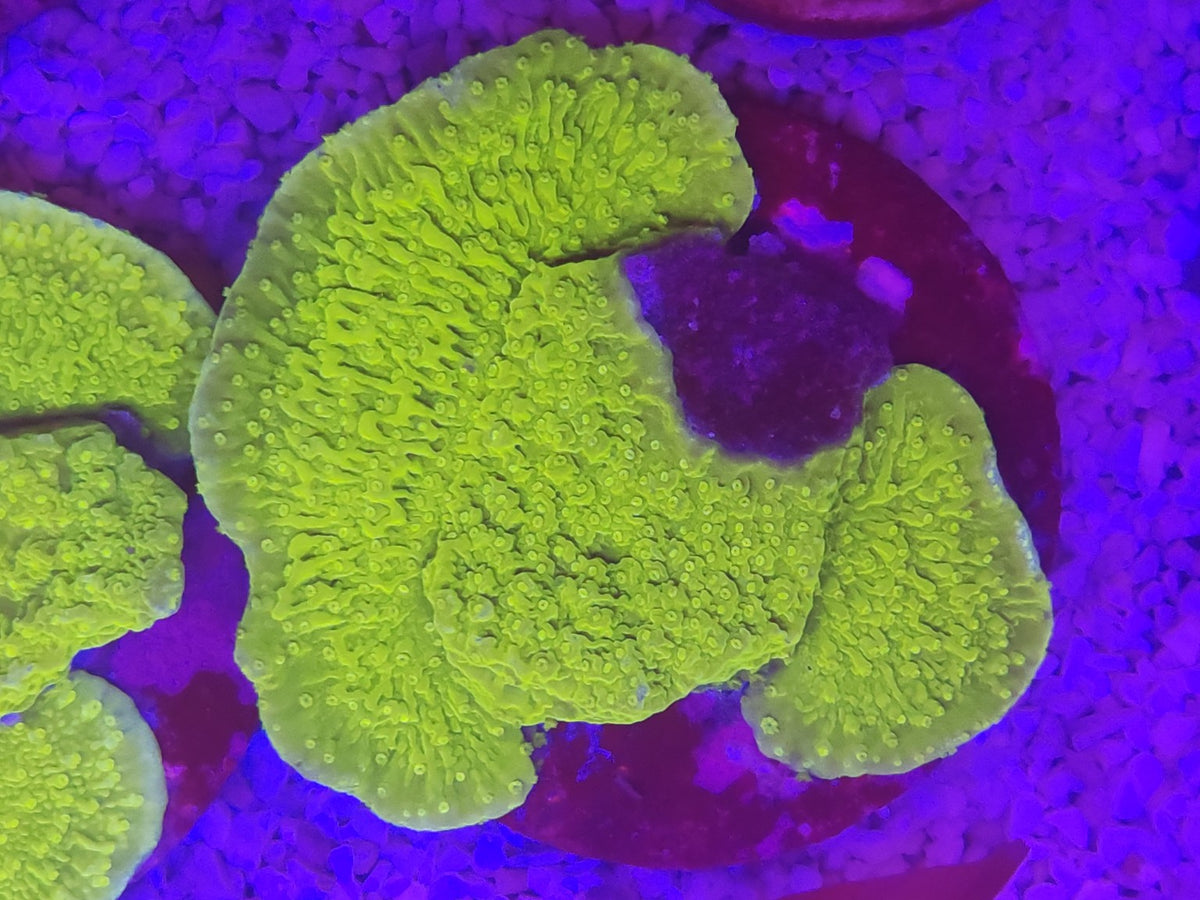 WYSIWYG #31 – Montipora sp. plateau vert fluorescent – Pièce unique - Reef & Fish