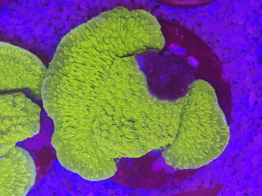 WYSIWYG #31 – Montipora sp. plateau vert fluorescent – Pièce unique - Reef & Fish