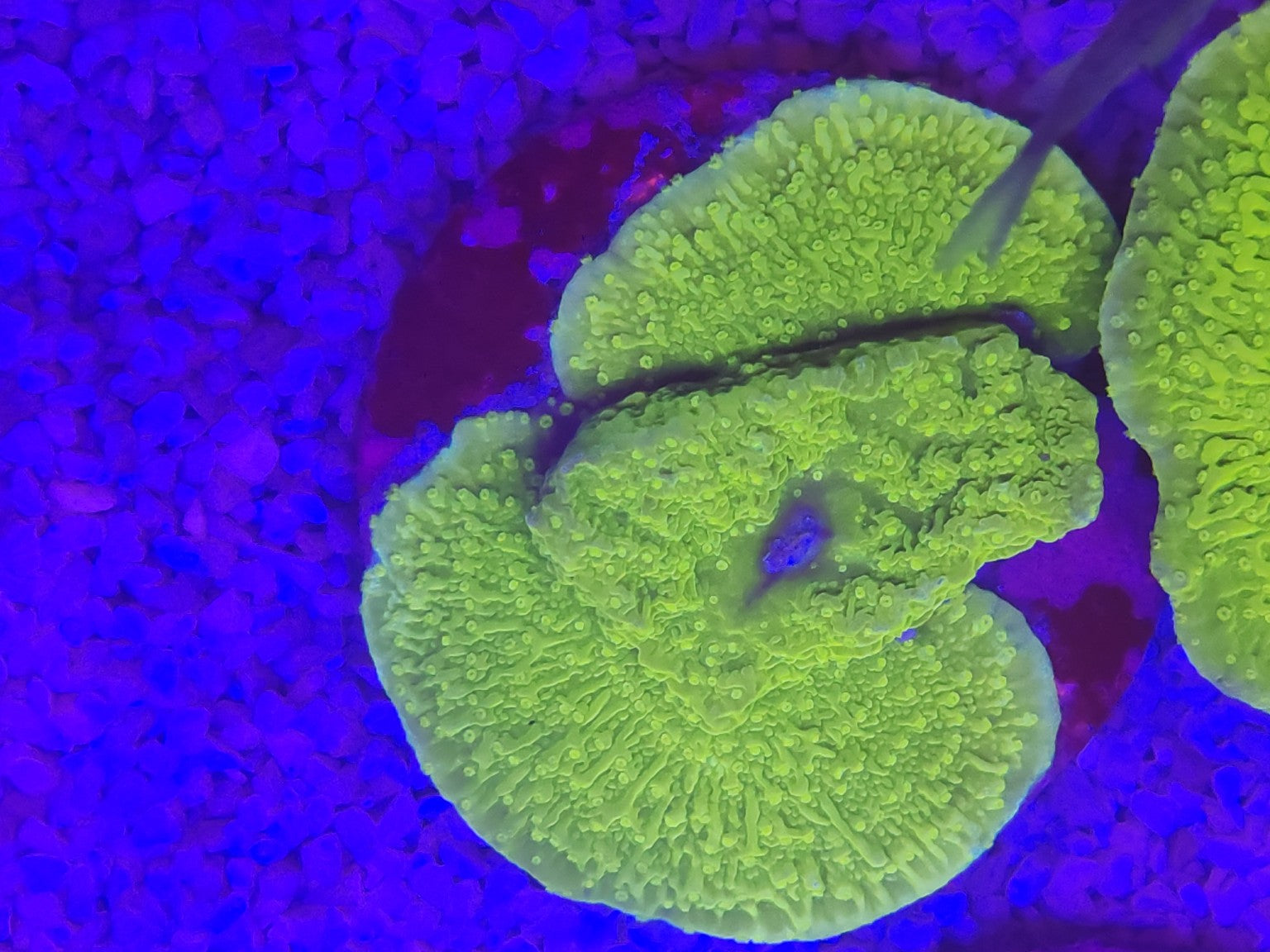 WYSIWYG #32 – Montipora sp. plateau vert fluorescent – Pièce unique - Reef & Fish