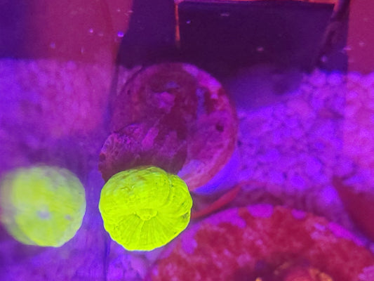 WYSIWYG #34 – Montipora sp. plateau vert fluo – Pièce unique - Reef & Fish