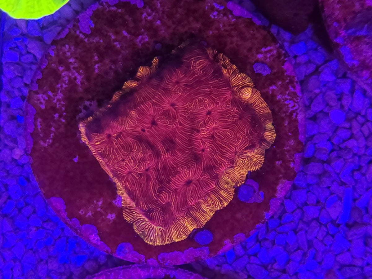 WYSIWYG #35 – Leptoseris / Pavona sp. orange-or – Pièce unique - Reef & Fish