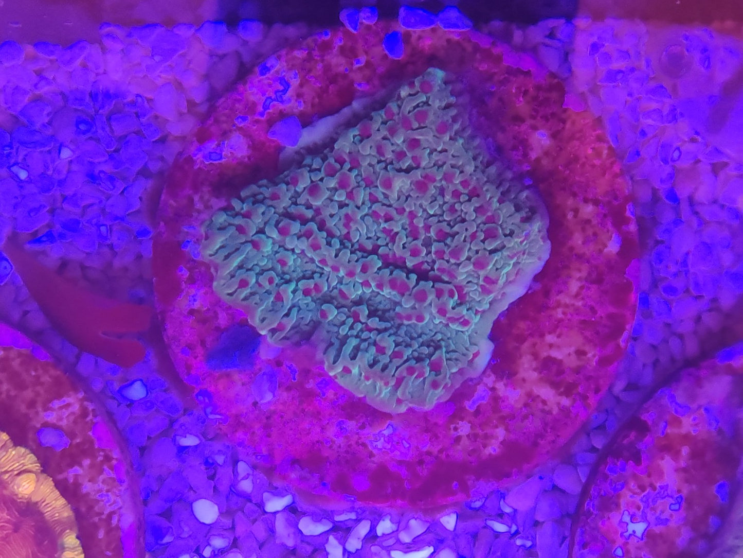 WYSIWYG #36 – Chalice sp. vert/bleuté – centres roses – Pièce unique - Reef & Fish