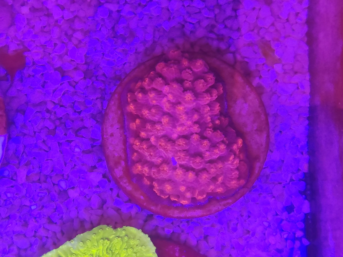 WYSIWYG #38 – Montipora sp. rouge/orange – Pièce unique - Reef & Fish
