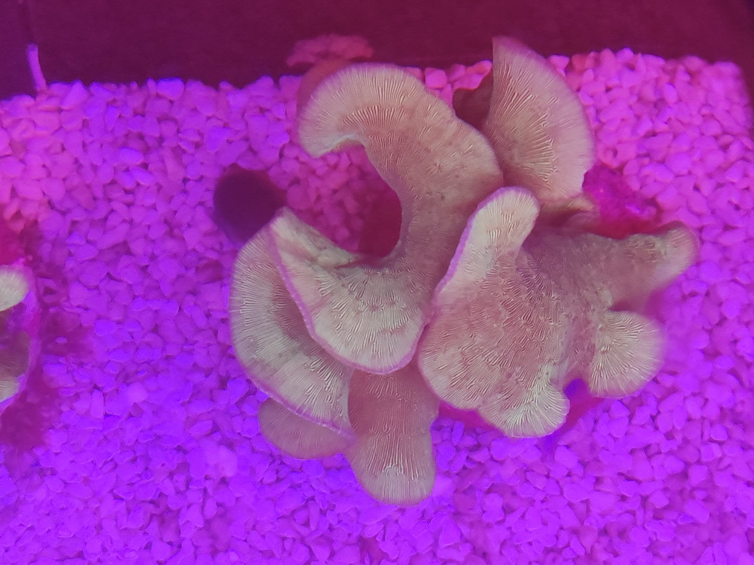 WYSIWYG #39 – Pavona sp. vert – grosse colonie – Pièce unique - Reef & Fish