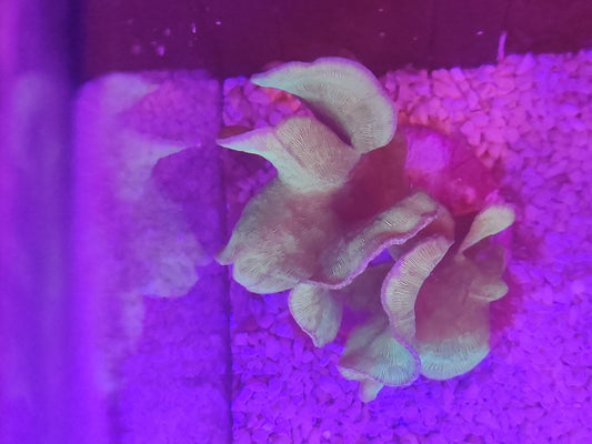 WYSIWYG #40 – Pavona sp. vert – grosse colonie – Pièce unique - Reef & Fish