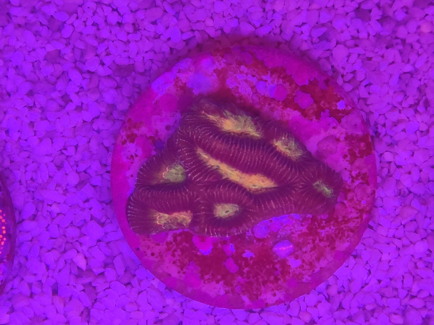 WYSIWYG #42 – Favites/Favia sp. – centres jaune/or – Pièce unique - Reef & Fish