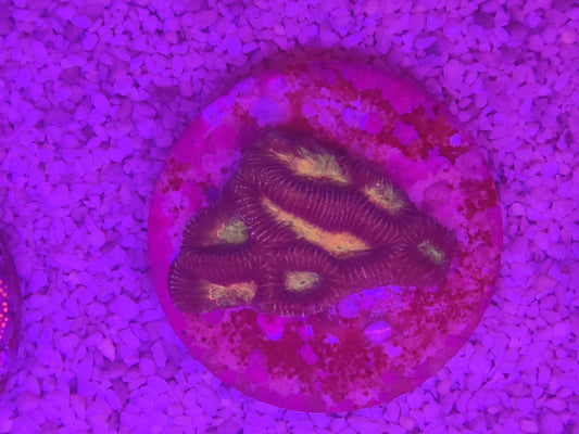WYSIWYG #42 – Favites/Favia sp. – centres jaune/or – Pièce unique - Reef & Fish