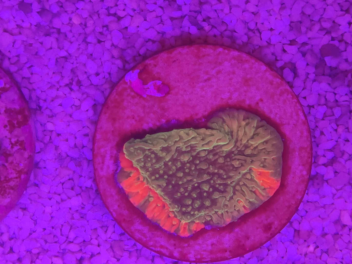 WYSIWYG #43 – Chalice sp. orange/rouge fluorescent – Pièce unique - Reef & Fish