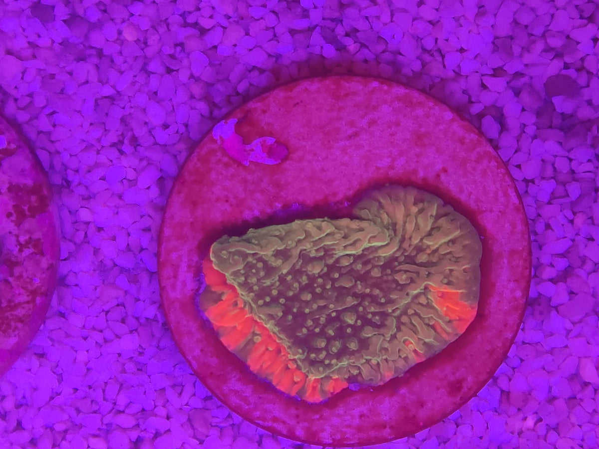 WYSIWYG #43 – Chalice sp. orange/rouge fluorescent – Pièce unique - Reef & Fish