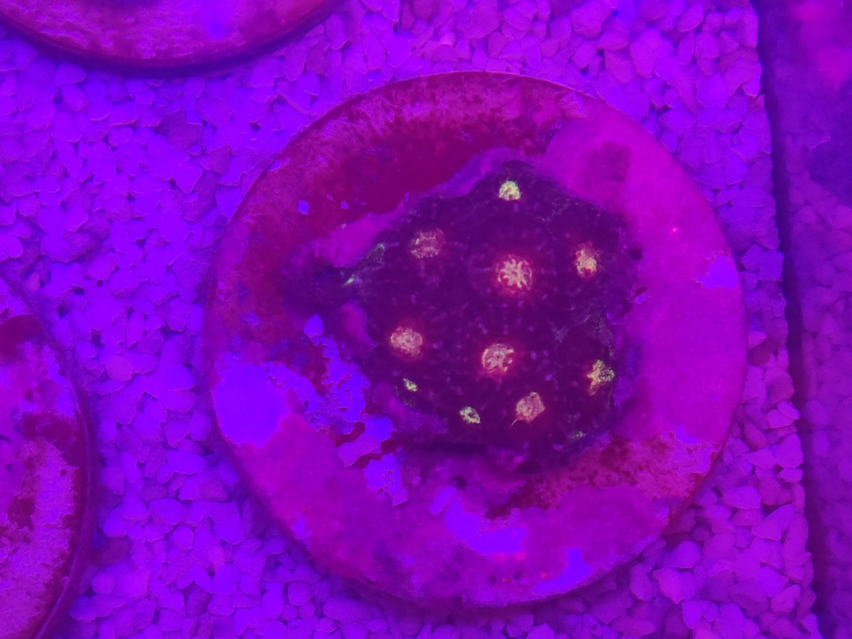 WYSIWYG #44 – Cyphastrea sp. – polypes jaunes/orange – Pièce unique - Reef & Fish