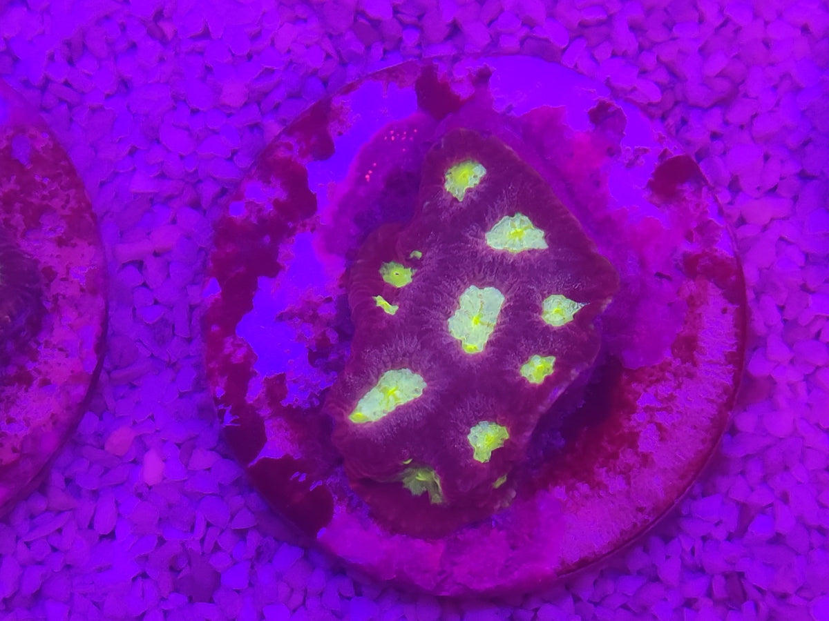 WYSIWYG #45 – Favites/Favia sp. violet – centres vert/jaune – Pièce unique - Reef & Fish