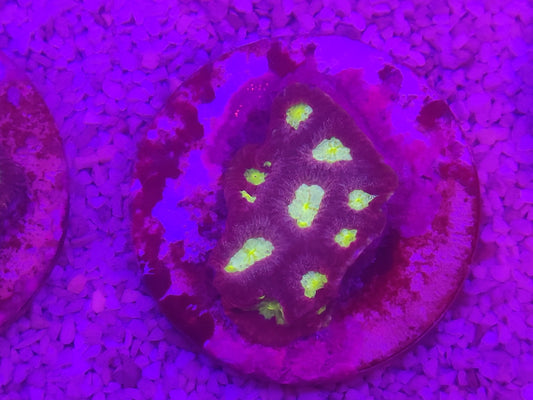 WYSIWYG #45 – Favites/Favia sp. violet – centres vert/jaune – Pièce unique - Reef & Fish