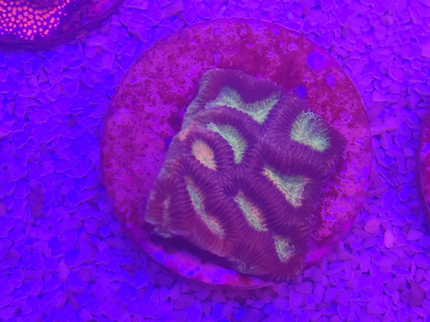 WYSIWYG #46 – Favites/Favia sp. violet – centres crème/vert – Pièce unique - Reef & Fish
