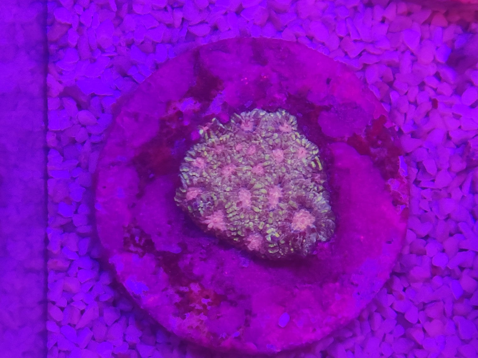 WYSIWYG #47 – Micromussa/Acanthastrea sp. multicolore – Pièce unique - Reef & Fish