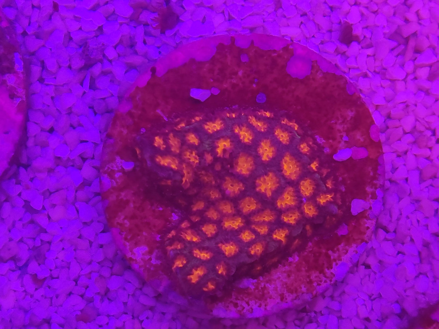 WYSIWYG #48 – Cyphastrea sp. orange – Pièce unique - Reef & Fish