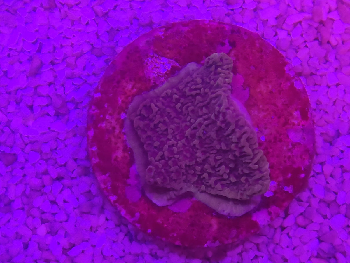 WYSIWYG #49 – Montipora sp. encroûtant/plateau – Pièce unique - Reef & Fish