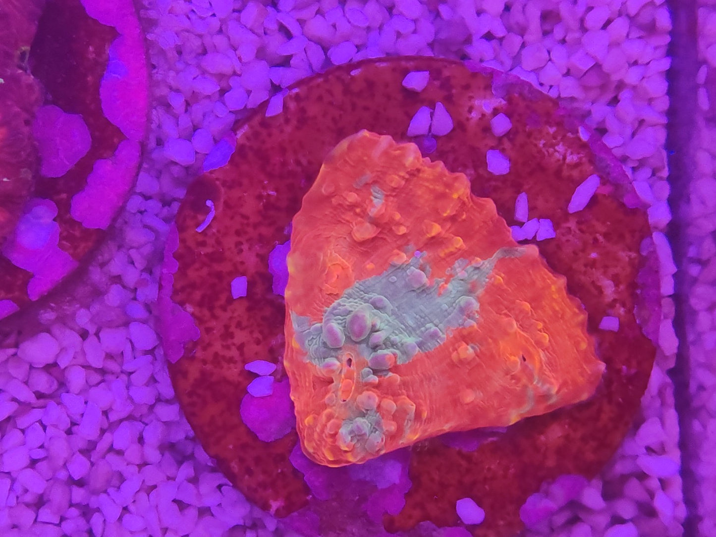 WYSIWYG #50 – Chalice sp. bicolore orange/vert – Pièce unique - Reef & Fish