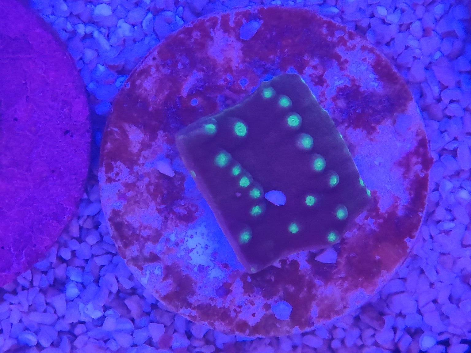 WYSIWYG #52 – Cyphastrea sp. Green Eye – Pièce unique - Reef & Fish
