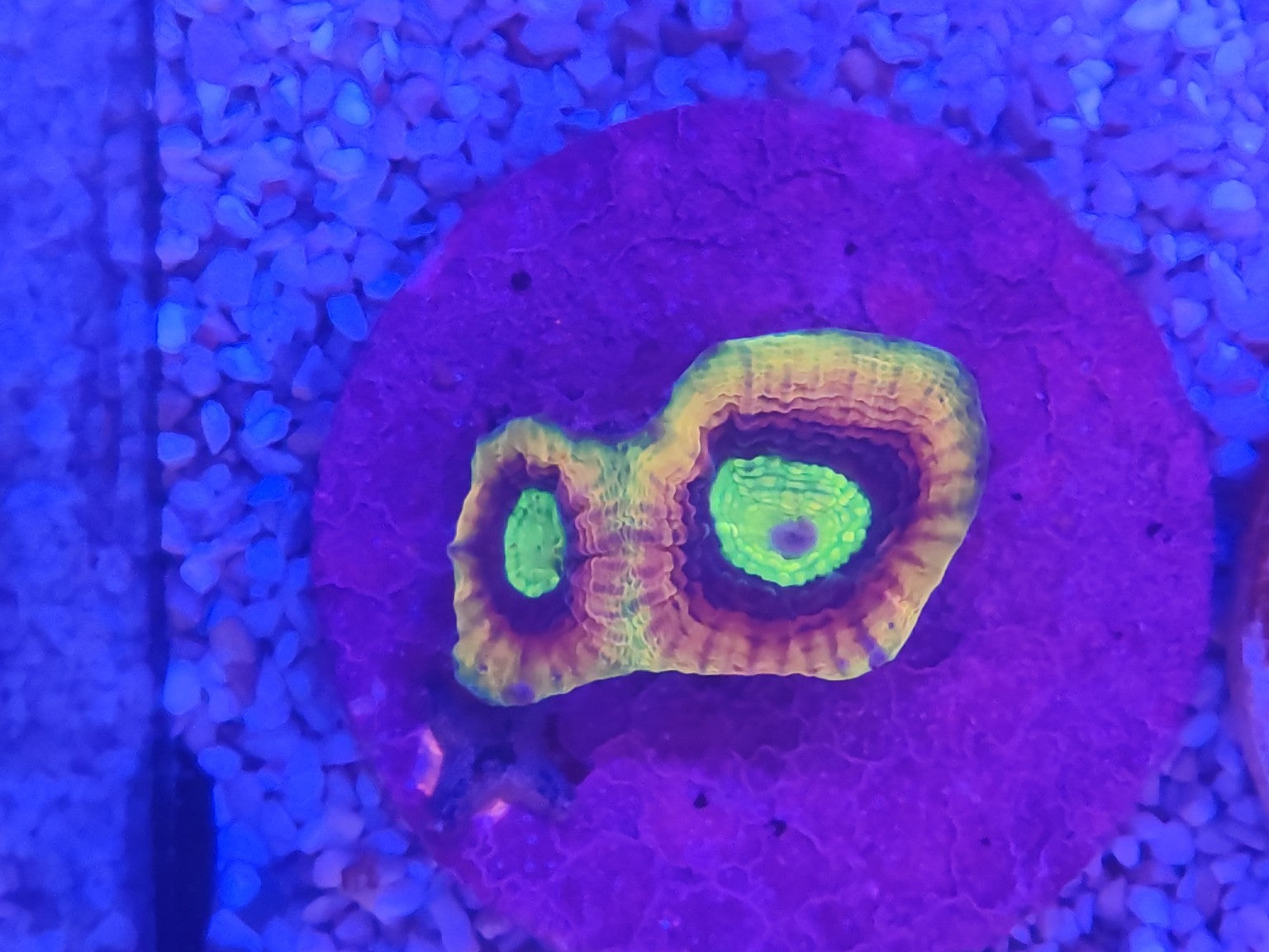 WYSIWYG #53 – Micromussa/Acanthastrea sp. – 2 grosses têtes – Pièce unique - Reef & Fish