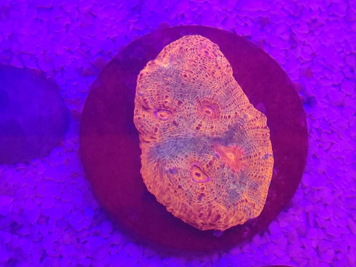 WYSIWYG #55 – Chalice sp. orange/rose – Pièce unique - Reef & Fish