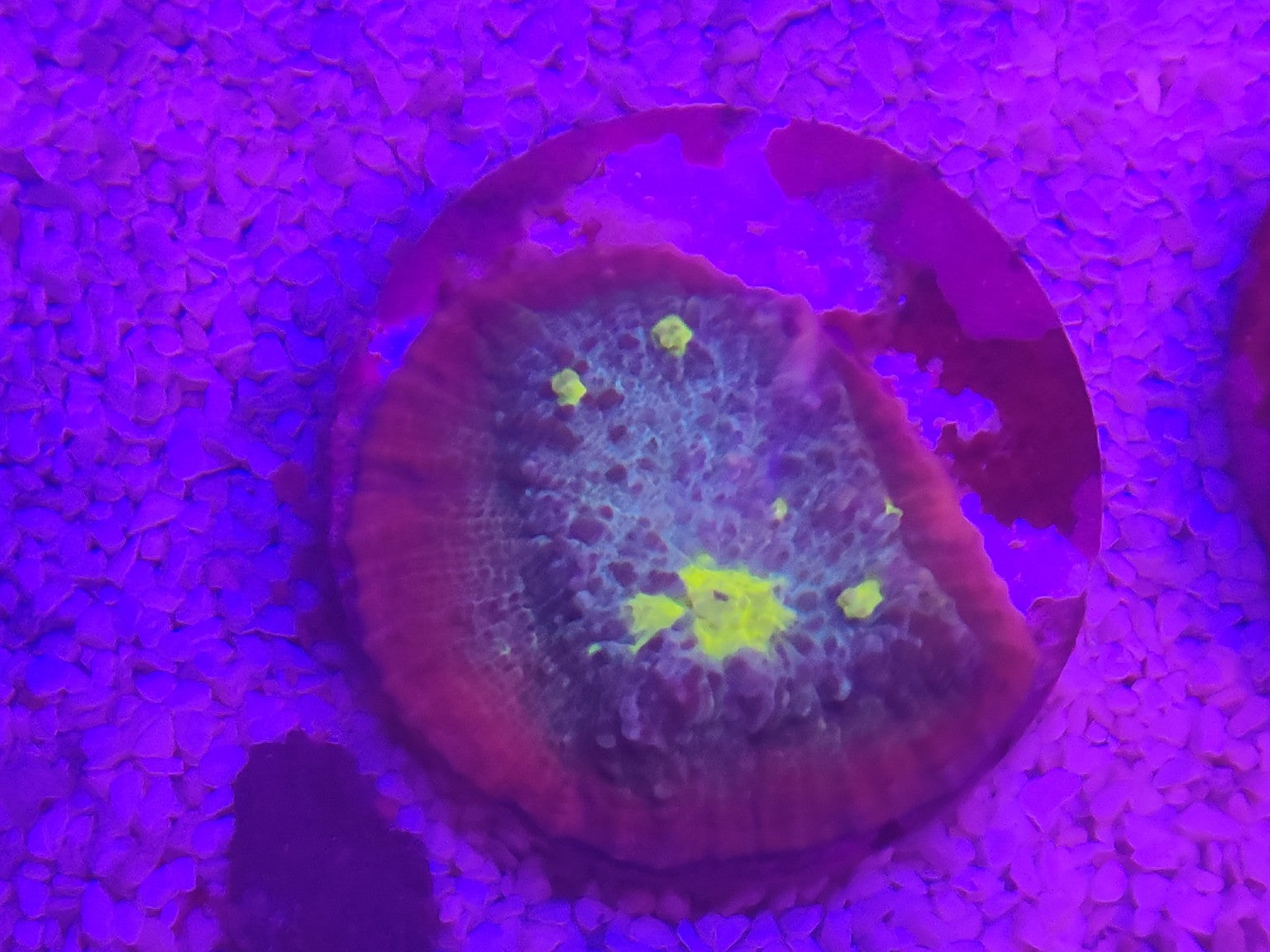 WYSIWYG #56 – Chalice sp. Blue/Green Yellow Eye – Pièce unique - Reef & Fish