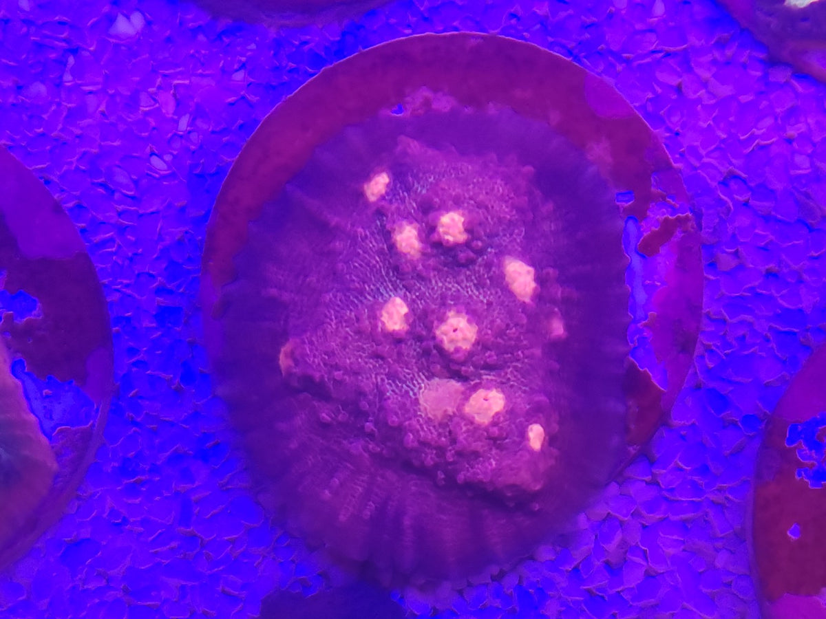 WYSIWYG #57 – Chalice sp. Pink Eye – Pièce unique - Reef & Fish