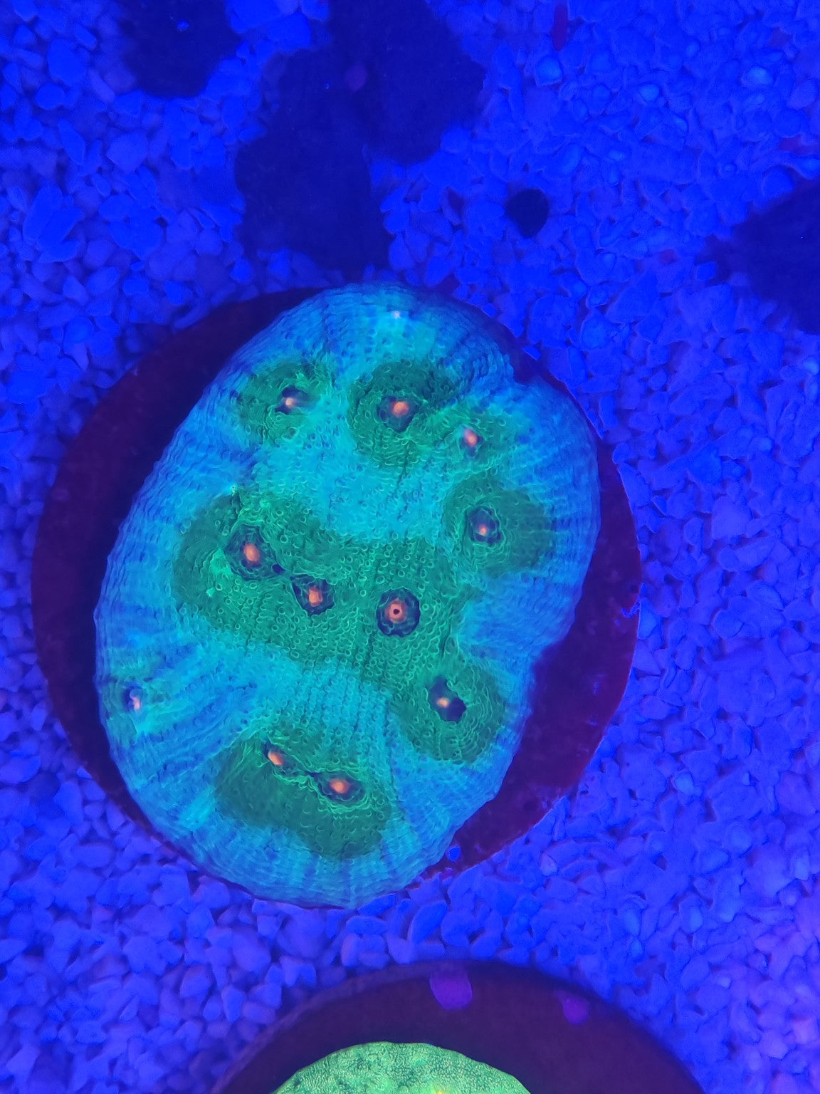 WYSIWYG #60 – Chalice sp. Green Orange Eye – Pièce unique - Reef & Fish