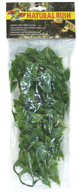 PLANTE MEXICAN PHYLLO   MM -ZM