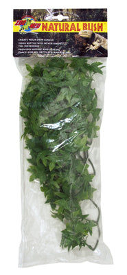 PLANTE CONGO IVY        MM - ZM