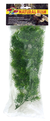 PLANTE BORNEO STAR   MM -ZM