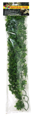 PLANTE CONGO IVY GM  ZOOMED ?