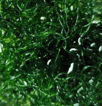 Algues vertes filamenteuses pour aquarium récifal, nourriture naturelle et décoration vivante