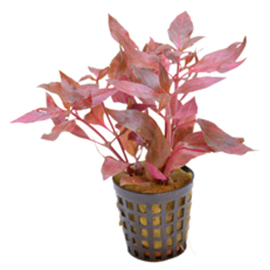 Alternanthera Cardinalis Variegata