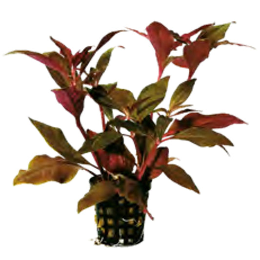 Alternanthera Cardinalis