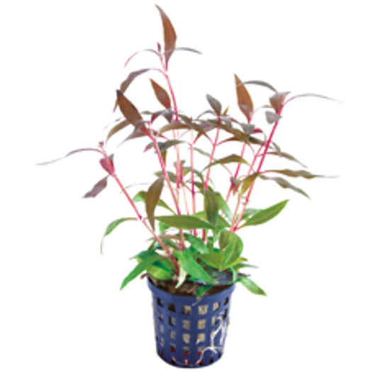 Alternanthera Reineckii Mini