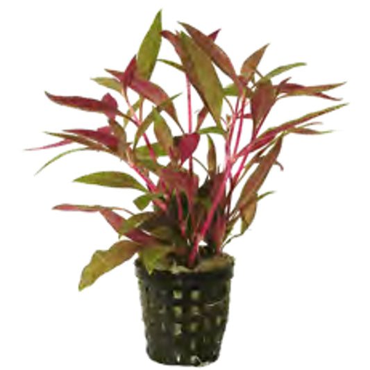 Alternanthera Reineckii