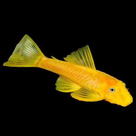 ANCISTRUS SP.GOLD 3-3.5CM