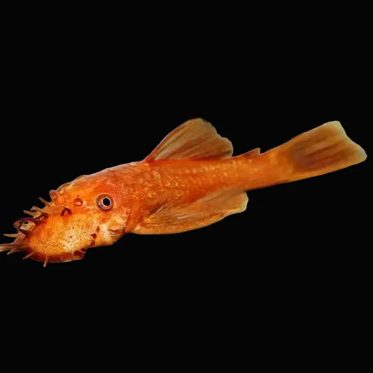 ANCISTRUS SP.SUPER RED 2.5-3CM
