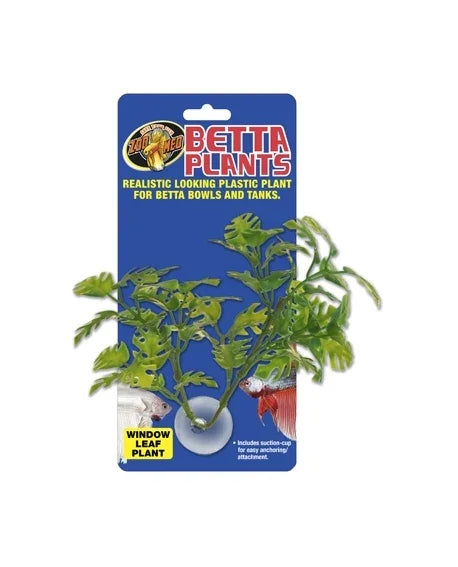 Betta Plant Window Leaf ZOOMED---