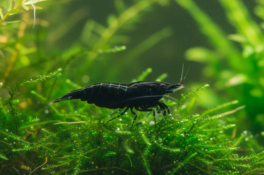 Caridina Black King Kong