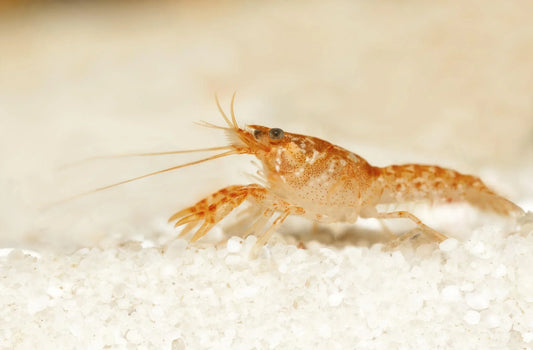 CAMBARELLUS PATZCUARENSIS 2.5-3CM
